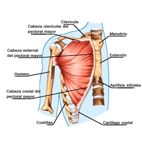 músculo pectoral mayor