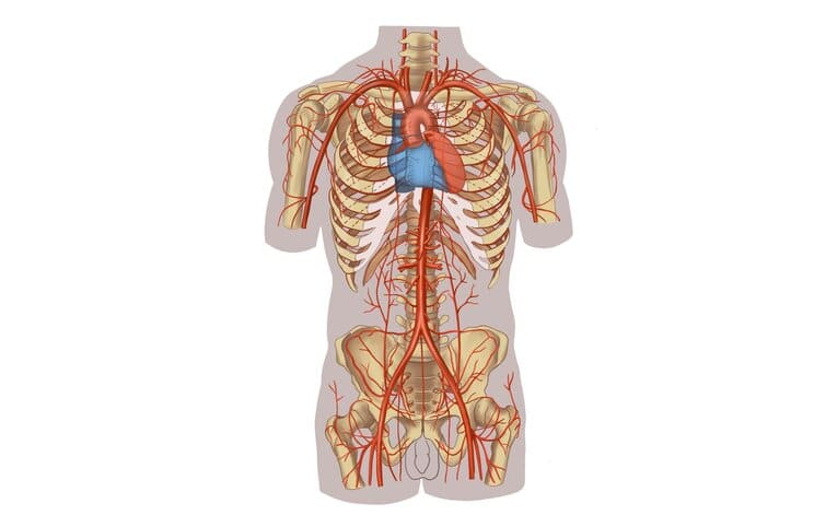 900 Ideas De Anatomia En 2021 Anatomia Anatomia Humana Anatomia Y ...
