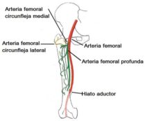 Arterias del miembro inferior