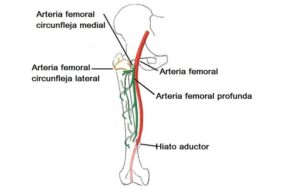 Arterias del miembro inferior (muslo, pierna y pie)
