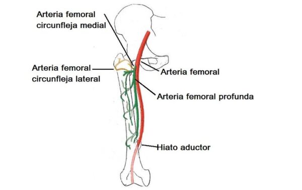 Arterias del miembro inferior