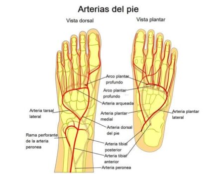 Arterias del miembro inferior