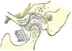 Articulación temporomandibular