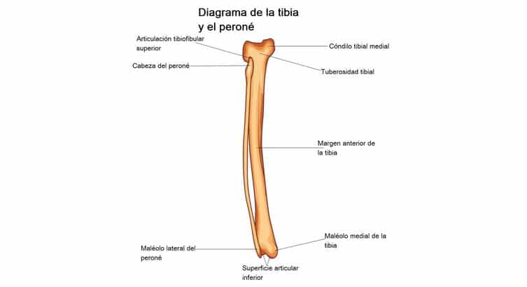 Articulaciones tibioperoneas proximal y distal