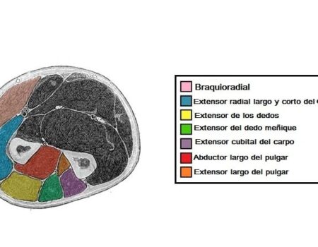 Músculos del compartimento posterior del antebrazo