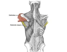 Músculos intrínsecos del hombro
