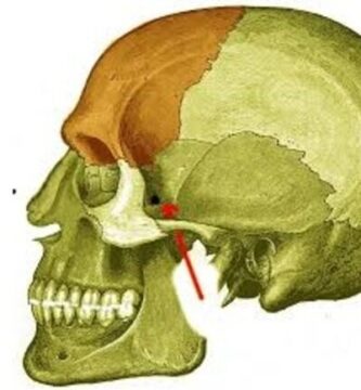 Fosa infratemporal Fosa infratemporal