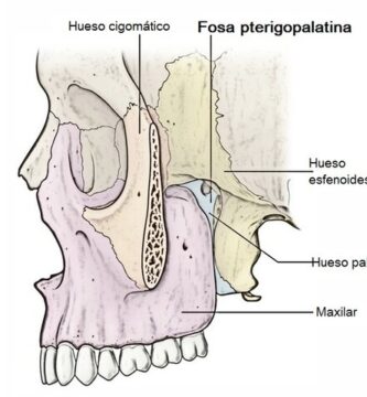 Fosa pterigopalatina (estructuras, limites) Fosa pterigopalatina