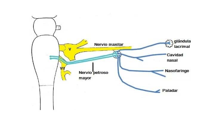 Inervación parasimpática a la cabeza y el cuello