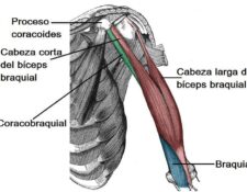 Músculos de la parte superior del brazo