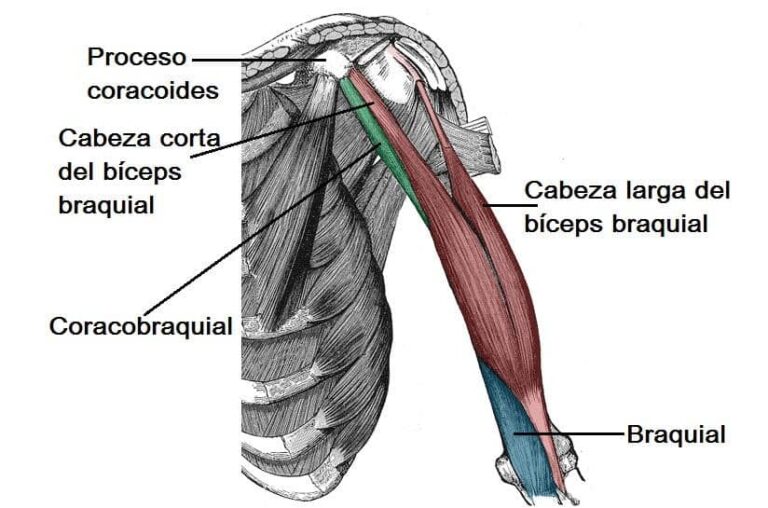Músculos de la parte superior del brazo (inserciones) Músculos de la parte superior del brazo (inserciones)