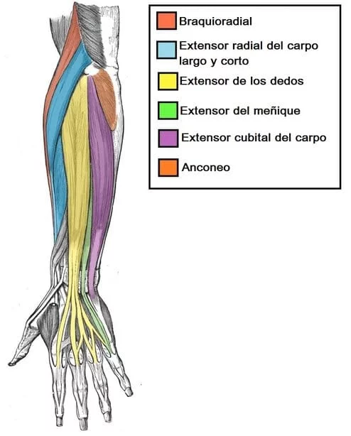 músculos flexores del antebrazo