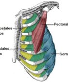 Músculos de la caja torácica