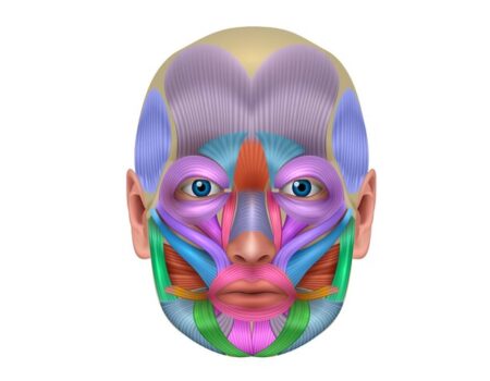 Músculos de la expresión facial