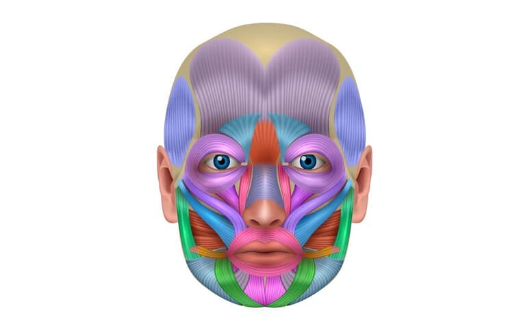 Músculos de la expresión facial Músculos de la expresión facial