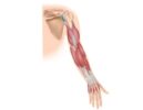 Músculos de la extremidad superior