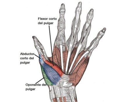 Músculos de la mano