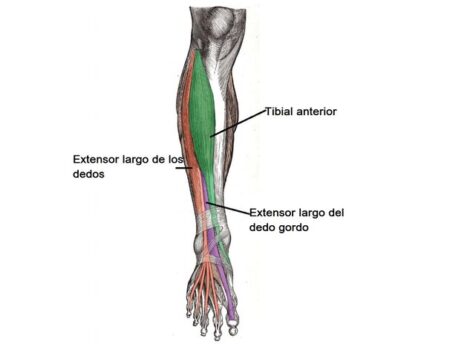 Músculos del compartimento anterior de la pierna