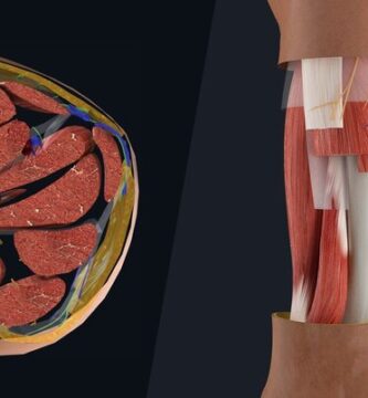 Músculos del compartimento anterior del muslo Músculos del compartimento anterior del muslo