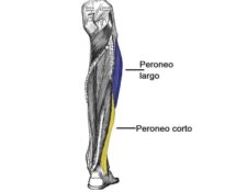 Músculos del compartimento lateral de la pierna