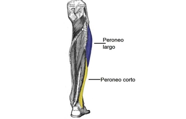 Músculos del compartimento lateral de la pierna