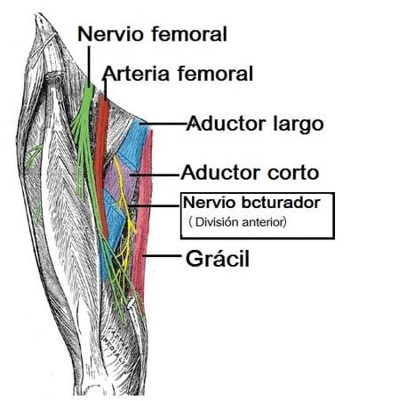 Músculos del compartimento medial del muslo