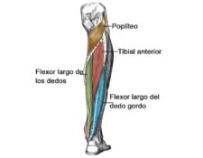 Músculos del compartimento posterior de la pierna