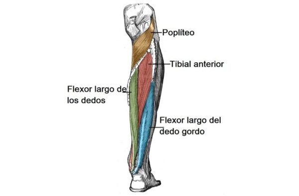Músculos del compartimento posterior de la pierna