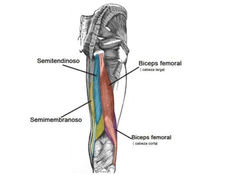 Músculos del compartimento posterior del muslo