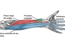 Músculos del compartimento anterior del antebrazo