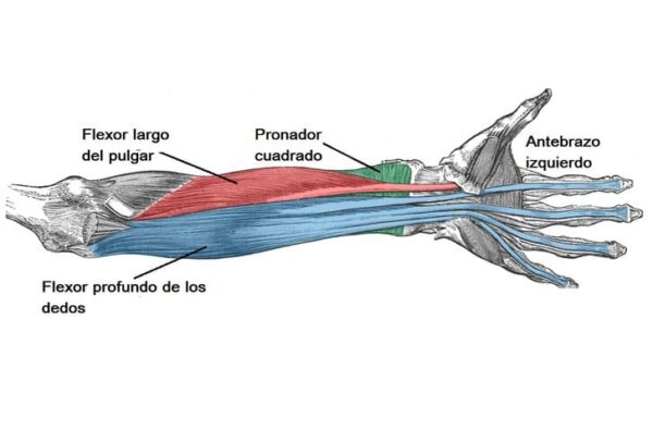 Músculos del compartimento anterior del antebrazo