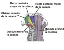 Músculos suboccipitales