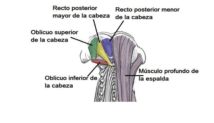 Músculos suboccipitales Músculos suboccipitales