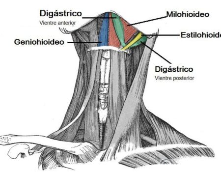 Músculos suprahioideos