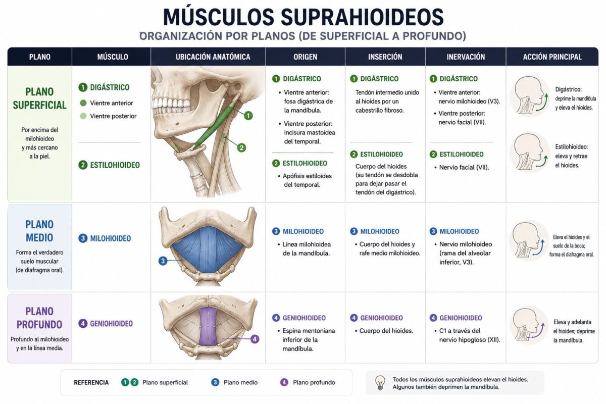 Clasificación de los músculos suprahioideos por planos: superficial, medio y profundo