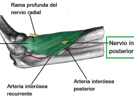 Nervio interóseo posterior