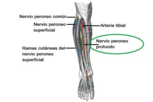 Nervio peroneo profundo