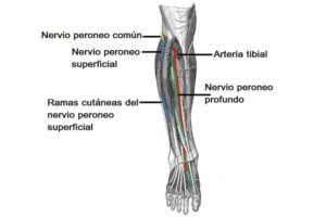 Nervio peroneo superficial