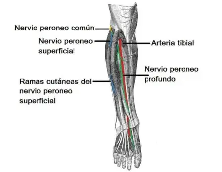 Nervio peroneo superficial