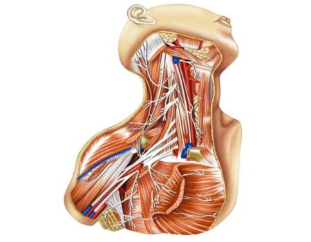 Plexo cervical