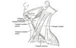 Triángulo posterior del cuello