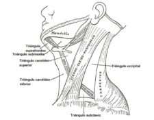 Triángulo posterior del cuello