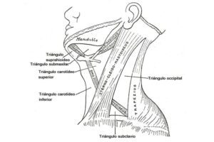 Triángulo posterior del cuello