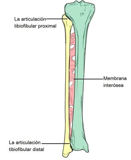 Articulaciones tibioperoneas proximal y distal