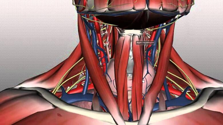 Anatomг A Del Cuello – NBKomputer