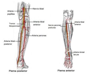Arterias del miembro inferior (muslo, pierna y pie)