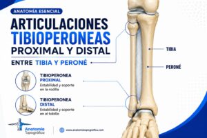 Articulaciones tibioperoneas proximal y distal entre tibia y peroné