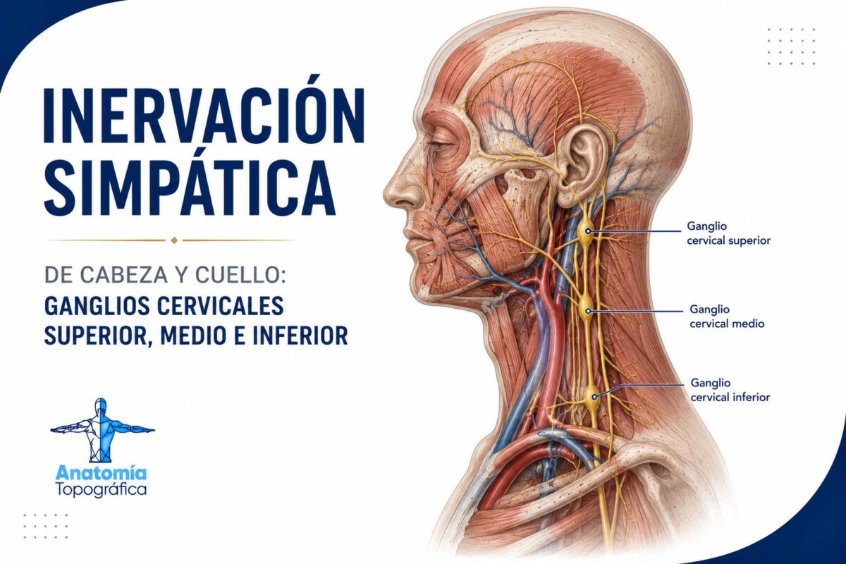 Inervación simpática de cabeza y cuello: ganglios cervicales superior, medio e inferior