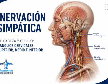 Inervación simpática de cabeza y cuello: ganglios y síndrome de Horner Inervación simpática de cabeza y cuello: ganglios cervicales superior, medio e inferior