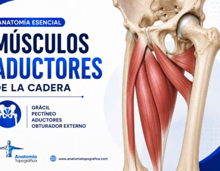 Músculos aductores de la cadera: grácil, pectíneo, aductores y obturador externo